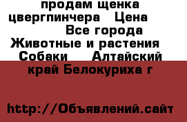 продам щенка цвергпинчера › Цена ­ 15 000 - Все города Животные и растения » Собаки   . Алтайский край,Белокуриха г.